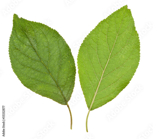 green leaves of plum tree