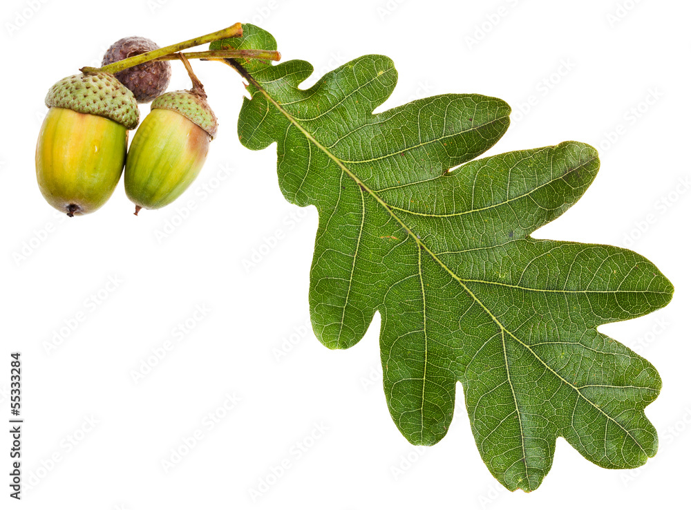 Fototapeta premium green oak leaf and acorns
