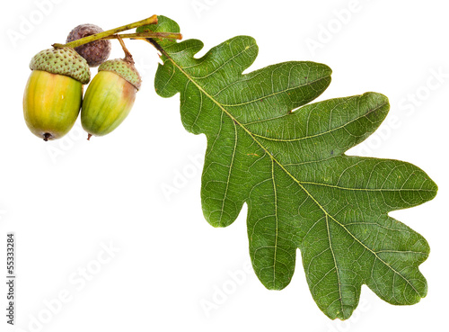 green oak leaf and acorns
