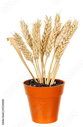 wheat in pot