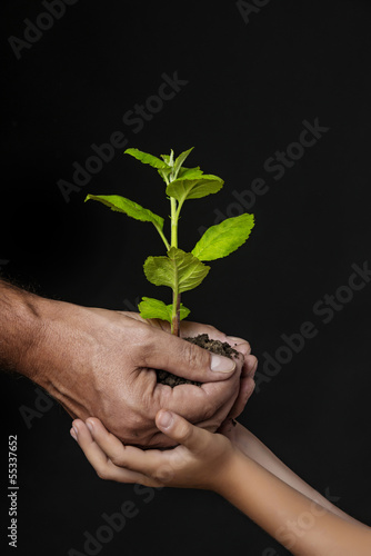 ecology concept - old and young hands holding a tree