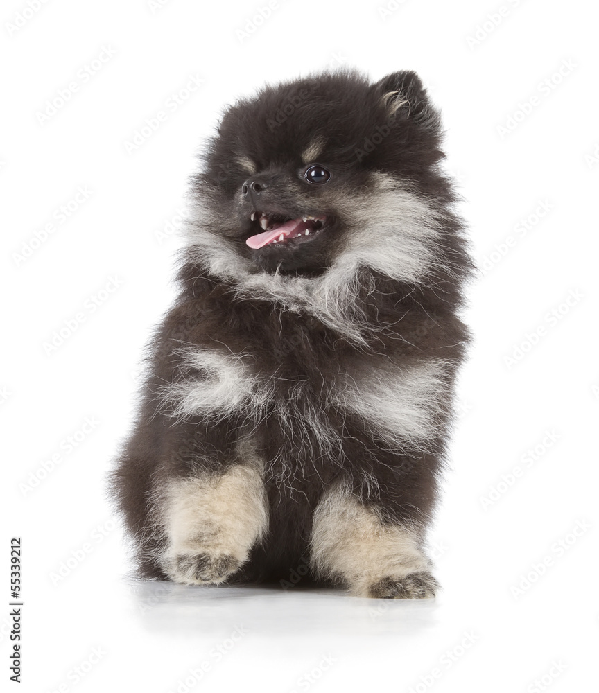 Black and white pomeranian sales puppy
