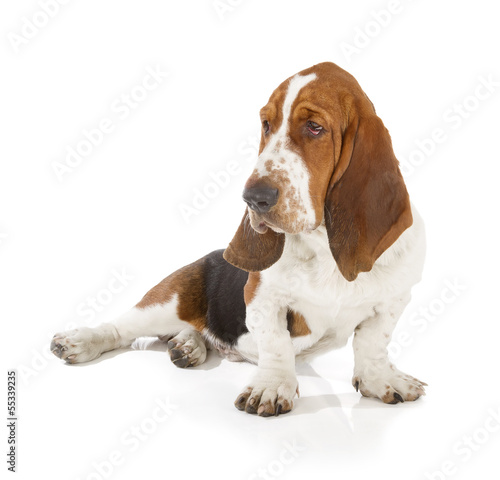 Basset Hound