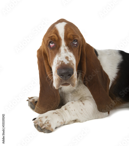 Basset Hound