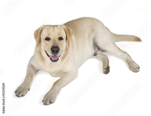 Yellow Labrador Retriever Smiling