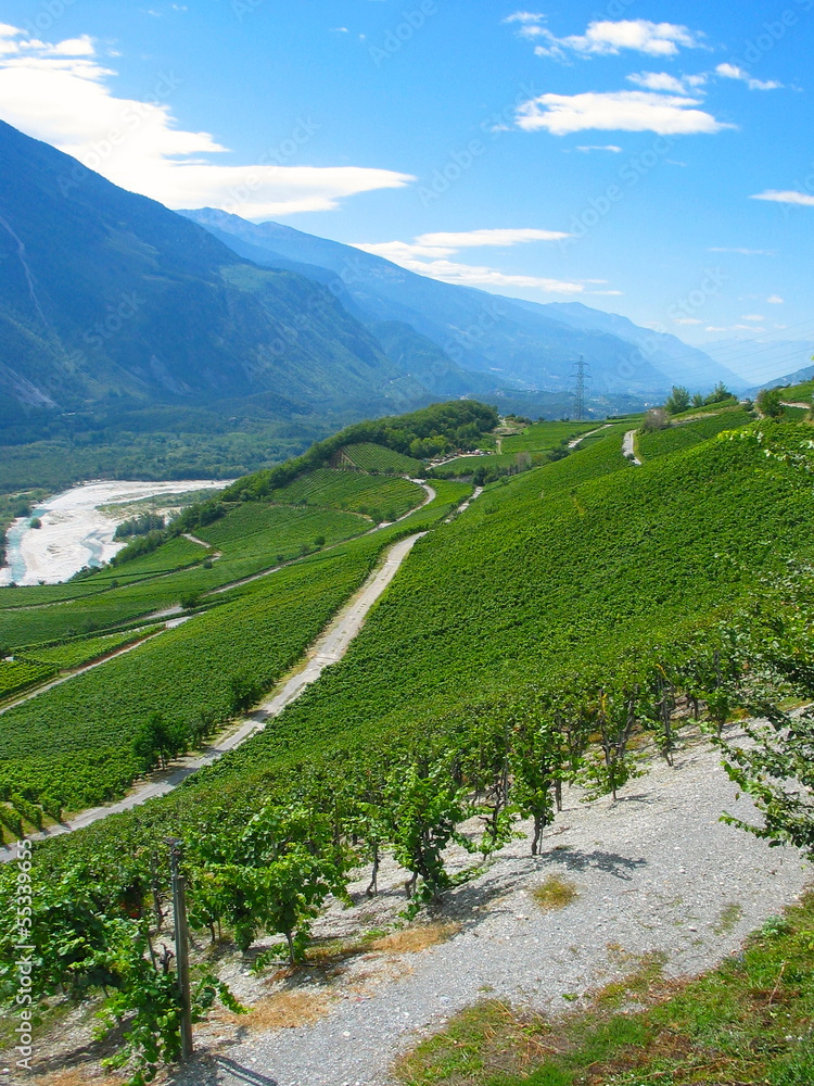 Vineyard in Switzerland