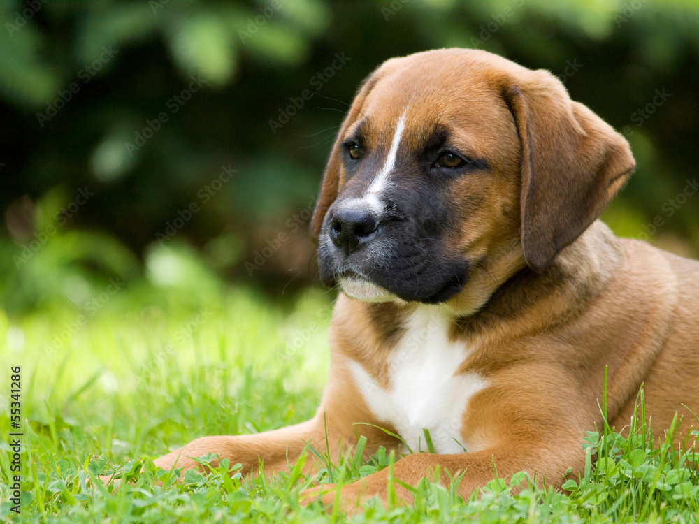 Lying puppy of crossbread dog