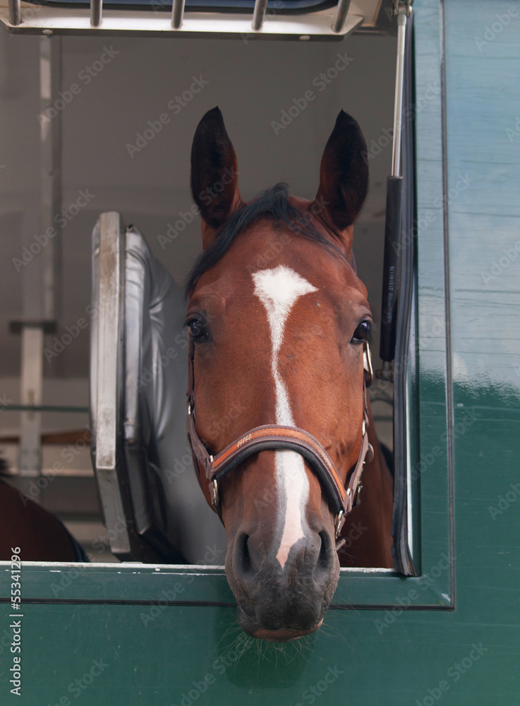 Sport horse waiting before competition on special truck