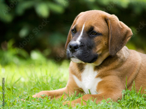 Lying puppy of crossbread dog © sci