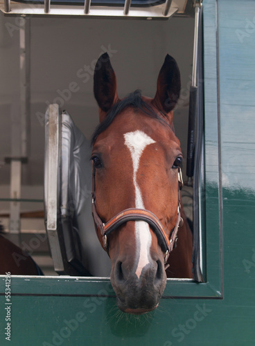 Obraz na płótnie Sport horse waiting before competition on special truck w salonie