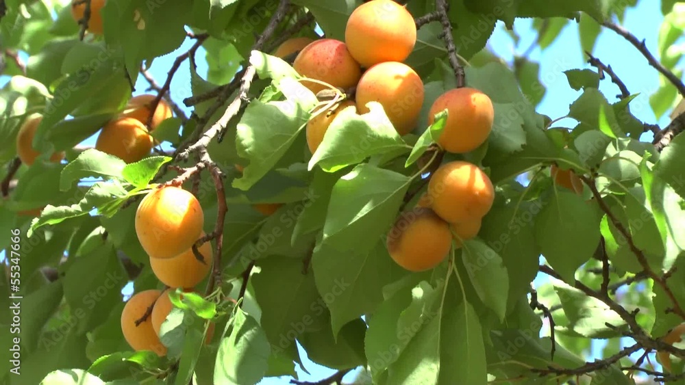 Branch of a tree studded with apricot fruit Branch of a tree studded with apricot fruit