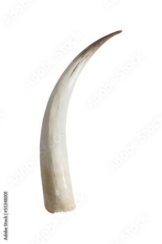 Big ivory tusks