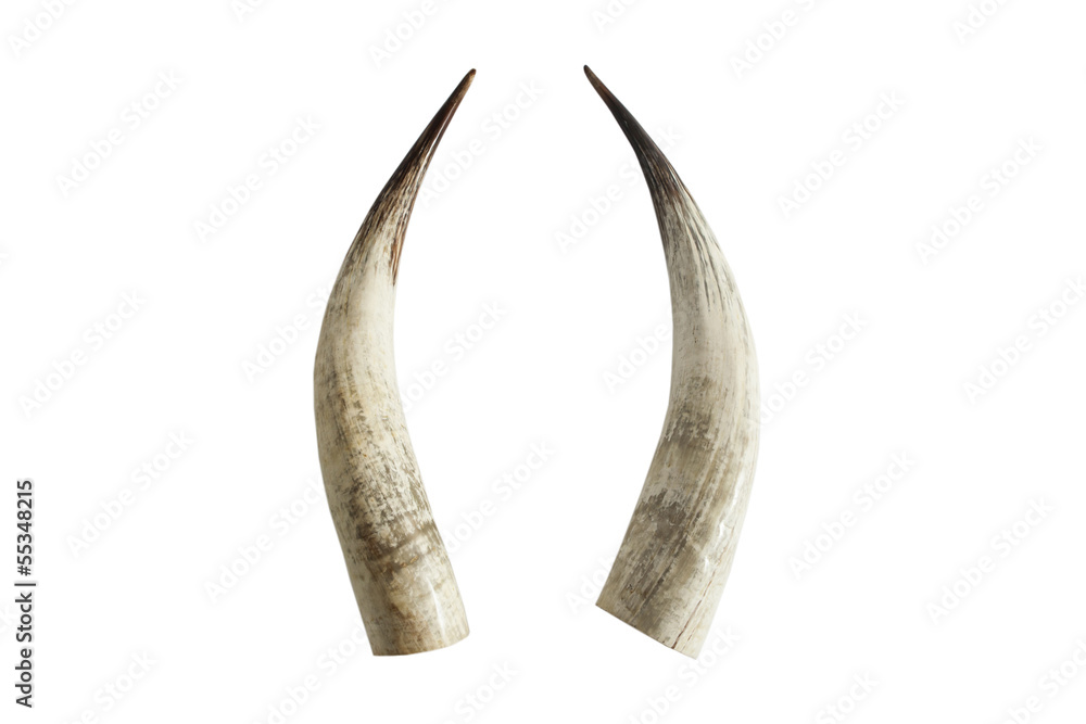 Naklejka premium Big ivory tusks