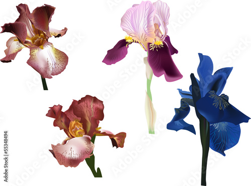 four irisis isolated on white background photo