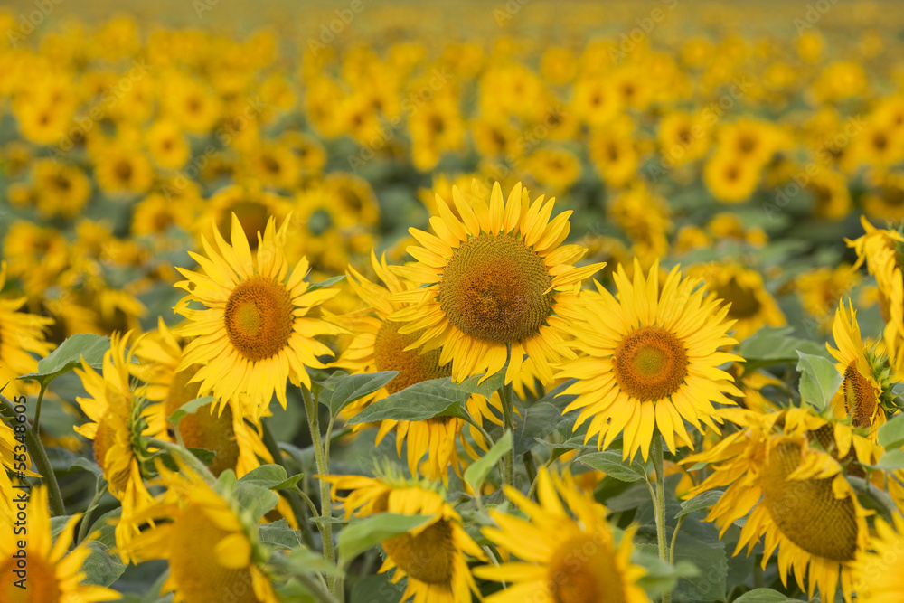 Fototapeta premium Sonnenblumenfeld