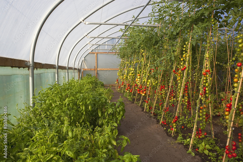 tomato crop