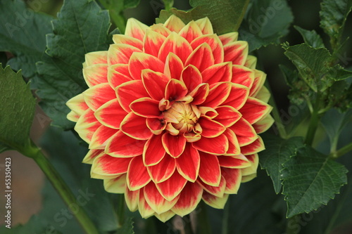 Fototapeta Naklejka Na Ścianę i Meble -  Dekorative Dahlie Maxime