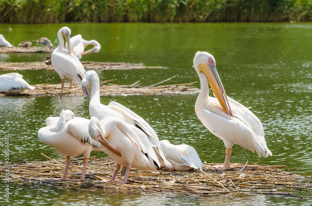 Pelican Colony In The Danube Delta Pelican Colony In The Danube Delta