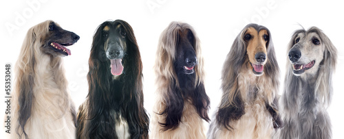 Photography afghan dogs