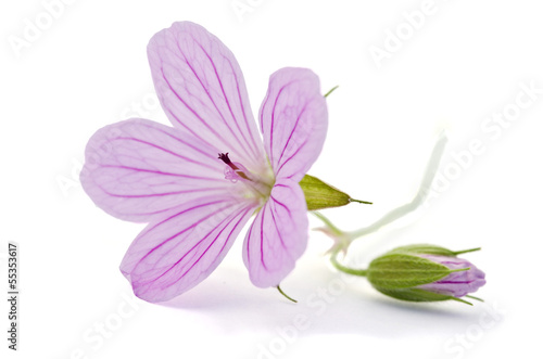 Fototapeta Naklejka Na Ścianę i Meble -  Beautiful purple flower isolated on white