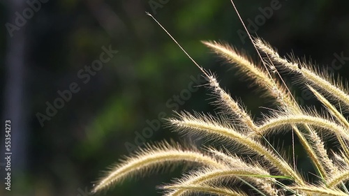 Lalang Grass photo