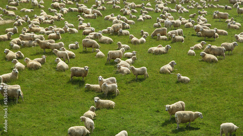 freilaufende Schafe