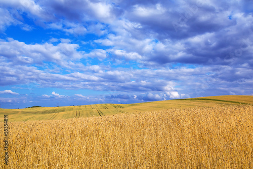 Golden wheat field with blue sky in Poland