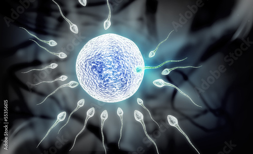 Foto sperm and ovule