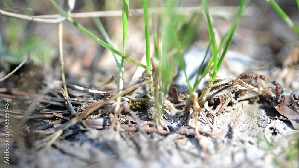 Group of Ants in the Forest (Macro Video) Group of Ants in the Forest (Macro Video)