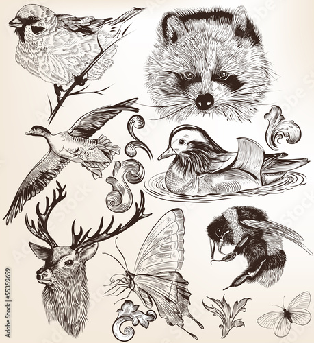 Vector set of detailed hand drawn animals in vintage style