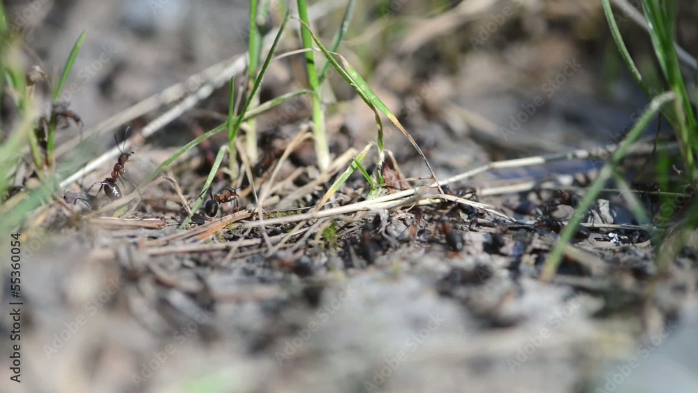Group of Ants in the Forest (Macro Video) Group of Ants in the Forest (Macro Video)