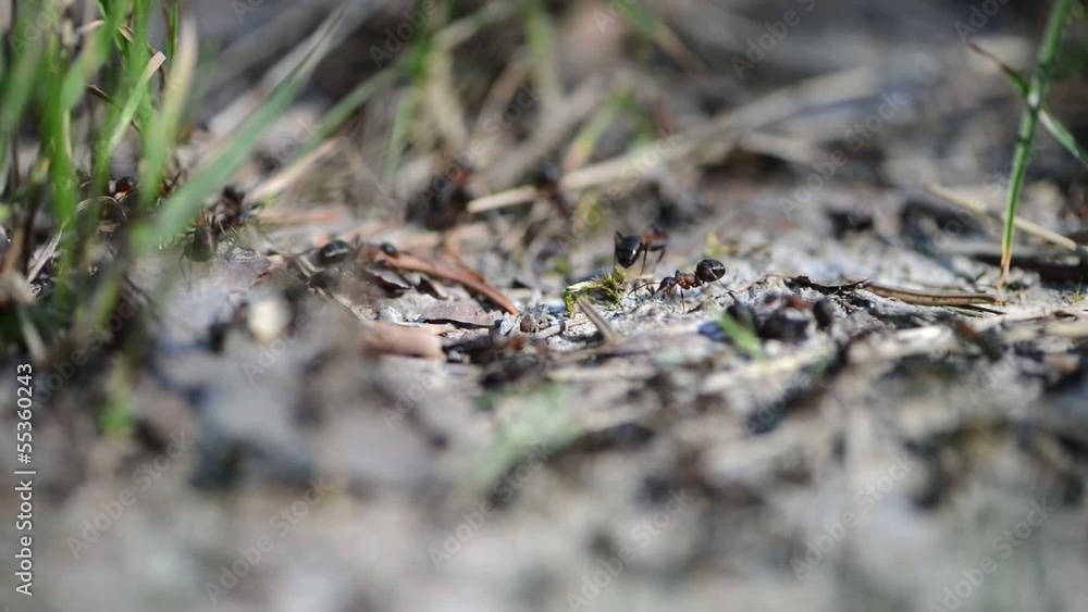 Ants in the forest (macro video) Ants in the forest (macro video)