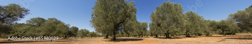 panoramic - olive trees