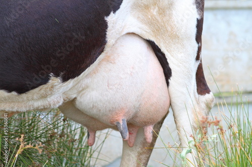 Принти на полотні close-up of a cow udder