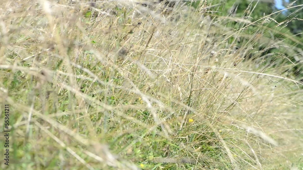 Grass (slow moving Camera, Close-Up Video) Grass (slow moving Camera, Close-Up Video)