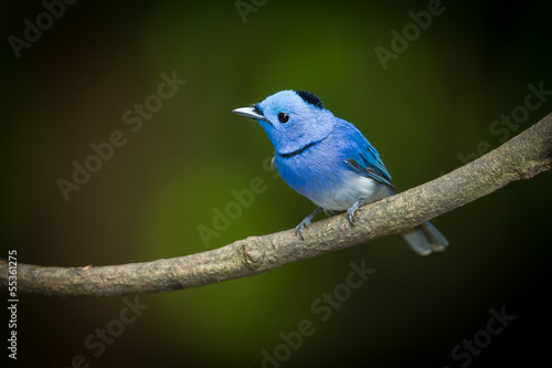 Male Black-naped Monarch (Hypothymis azurea) on the branch