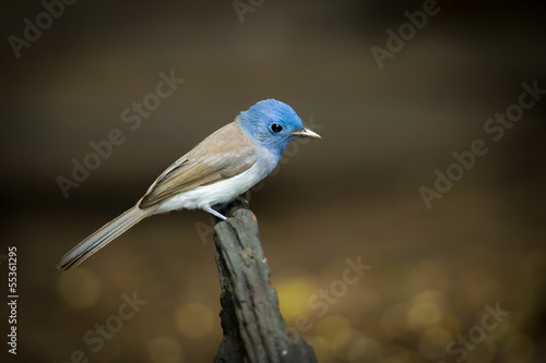 Female Black-naped Monarch (Hypothymis azurea) in nature photo