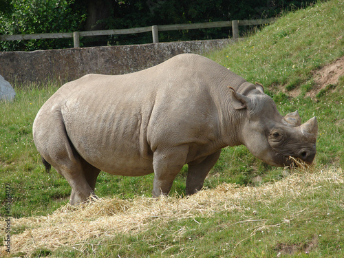 Black Rhino