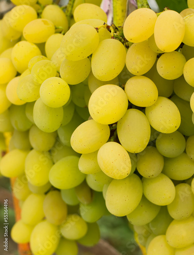 Close up photo of Ripe White table grapes on vine