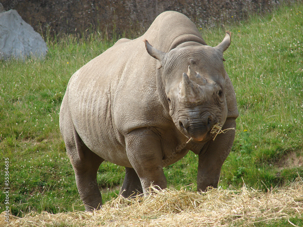 Obraz premium Black Rhino