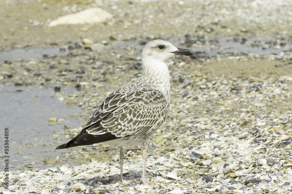 an immature of yellow-legged gull / Larus cachinnans an immature of yellow-legged gull / Larus cachinnans