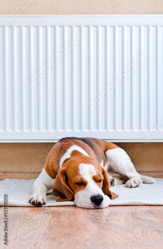 dog has a rest  near to a warm radiator