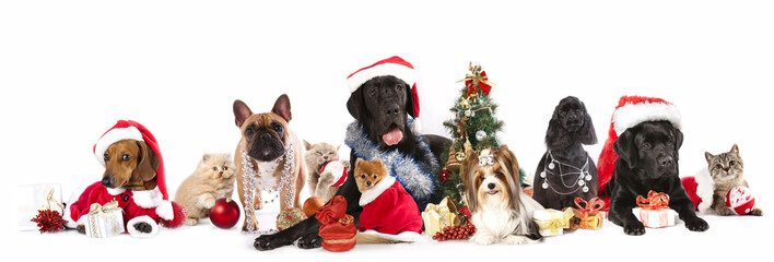 dog and  cat and kitens  wearing a santa hat