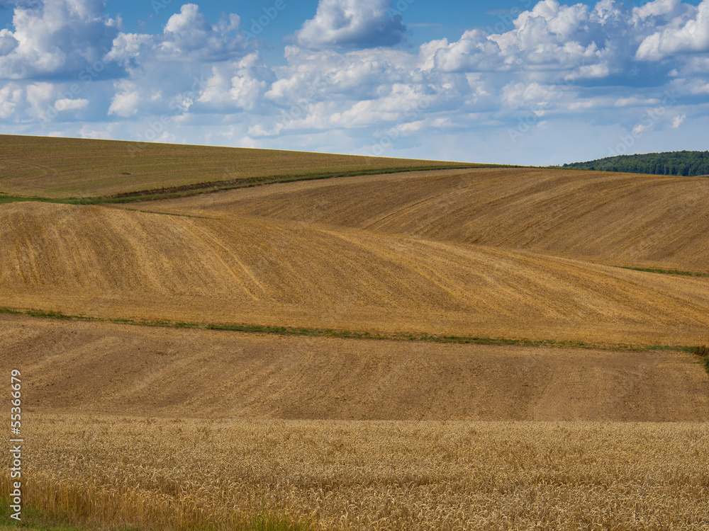 Getreidefelder im Taunus/Deutschland