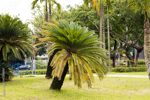 Cycas revoluta (sago cycad) photo