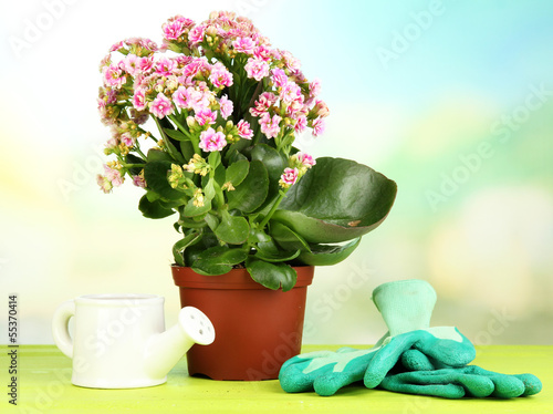 Beautiful flower in pot on wooden table on natural background