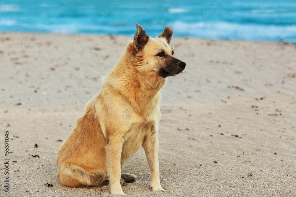 dog sitting on beach dog sitting on beach