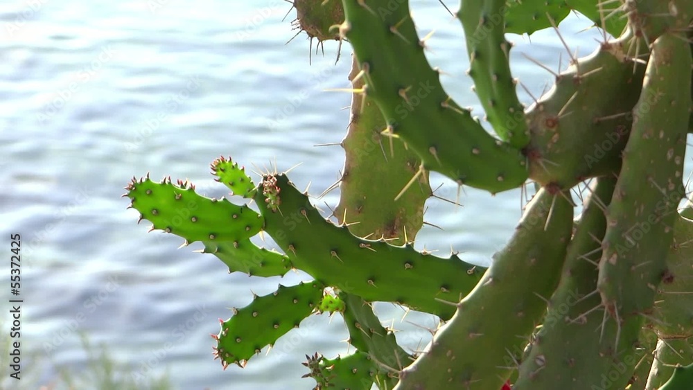 mediterraneo, cactus mediterraneo, cactus