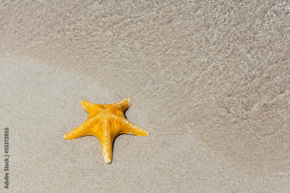 Beautiful shellfish on the tropical beach. Beautiful shellfish on the tropical beach.