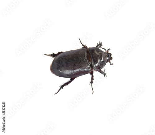 Dung Beetle black on white background